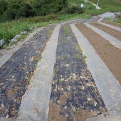 防草シートを張っていた畑のマルチ撤去作業