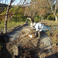 除草した雑草の片付け作業