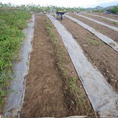 防草シートを張っていなかったマルチに生えた雑草の除草作業