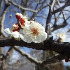 今年も六弁の梅が咲き始めました