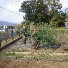 切った枝を片付けて作業終了