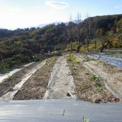 ブラックマロウ畑に日光が良く当たるようになりました