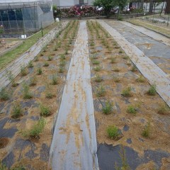 ここでは越冬出来ないティートゥリー・レモンを植えました