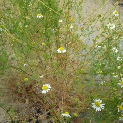 二番花の小さな蕾が沢山出来ています