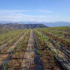 農場のローズは富士山に見守られながら順調に育っています