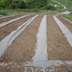 耕運機の入れない畑は土が硬くなっているので掘り返して土の中に空気を混ぜ込みます