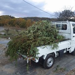 伐採した大量の枝を軽トラックで運び出して作業終了