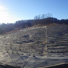 ローズ畑では剪定したローズの点検作業をしています