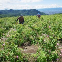 農場のローズ畑ではローズの収穫が始まりました
