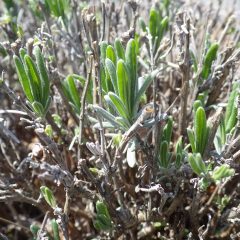 順調に新芽が伸びています