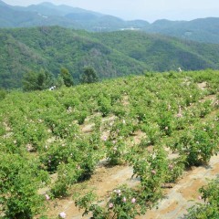 農場のローズはこれからが花盛りです