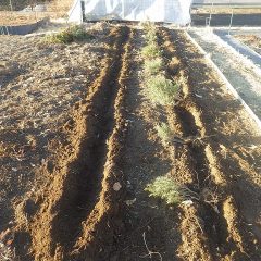 畑を整地してから植え替え作業です