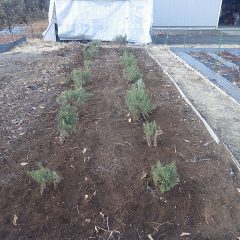 植え替え作業終了