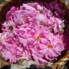摘み取り籠いっぱいになったローズ