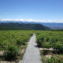 摘み取りの終わったローズ畑