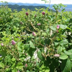 蕾はまだまだ沢山あり収穫もこれからが本番です