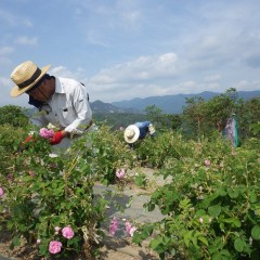 丁寧にひと花ずつ摘み取っていきます