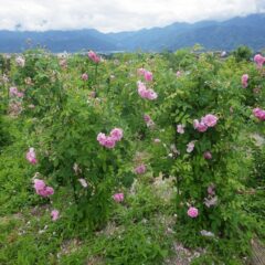 事務局前のローズはそろそろ咲き終わりです