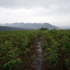 朝からシトシト雨の降る農場です