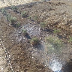 先日植え替えたローズマリー畑にたっぷり灌水しました
