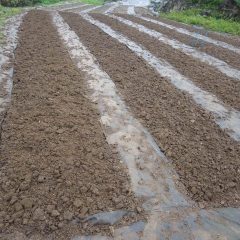 5列の畑に蒔き終わり雨が本降りになったので農場での作業は終了しました