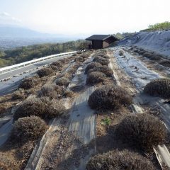 新芽が伸びてくるのが待ち遠しい