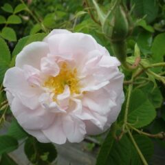 白花のローズ・ダマスケナ