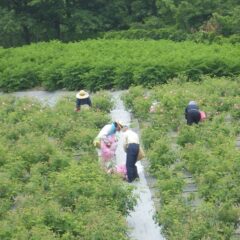 勾配のある畑は移動するだけでも一苦労です