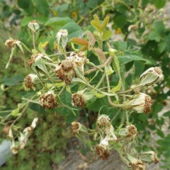 咲き終わった沢山の花柄が残っています