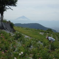 富士山を背にローズの摘み取り作業中