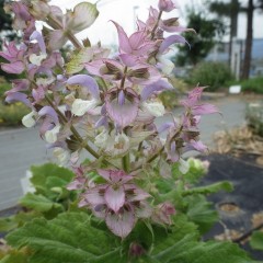 クラリーセージの花が咲きました