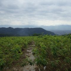 農場は秋晴れとはならず今日も雲に覆われています