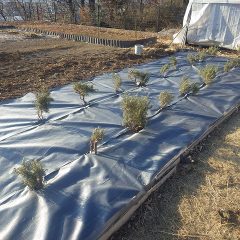 三枚目を張り終わりました
