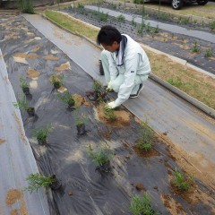 ティートゥリー・レモンの苗を定植しました