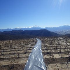 今日も農場のローズ畑には冷たい突風が吹き荒れています
