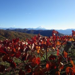 農場の直ぐ下にあるワイナリーの葡萄も紅葉しています