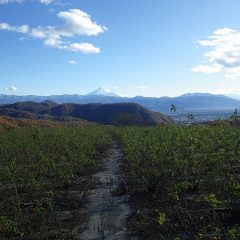 農場は澄み渡り富士山が凍える空気の中に聳えています