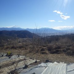 ローズ畑の脇の雑木がまた伸びて来てしまいました