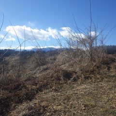 鋭い棘もありこれ以上伸びると厄介なので伐採する事にしました