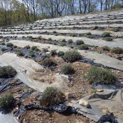 新芽が順調に伸びているラベンダー畑