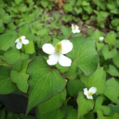 ドクダミの花も咲き始めました