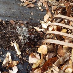 落ち葉の下から出て来た瀕死のラベンダー