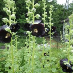 ブラックマロウは毎日沢山の花を咲かせています