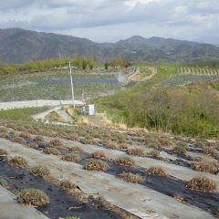 綺麗になったラベンダー畑からローズ畑を望む