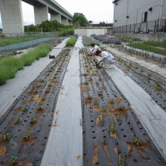 ペパーミントの苗を植えて栽培面積を増やしました