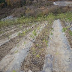 綺麗に清掃されたローズ畑の通路