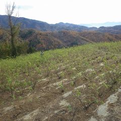 ローズ畑では剪定前の通路清掃に大忙しです