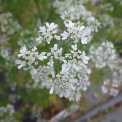 コリアンダーの花が満開になっています