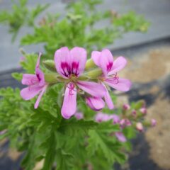 ローズゼラニウムも可憐な花を咲かせています