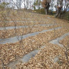 雑木林脇のローズは株元が落ち葉で埋まってしまいました